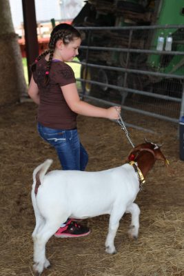 cloverbud youth walking her goat arounf the show ring