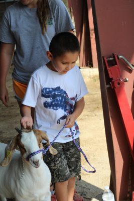 cloverbud youth walking a goat around the show ring